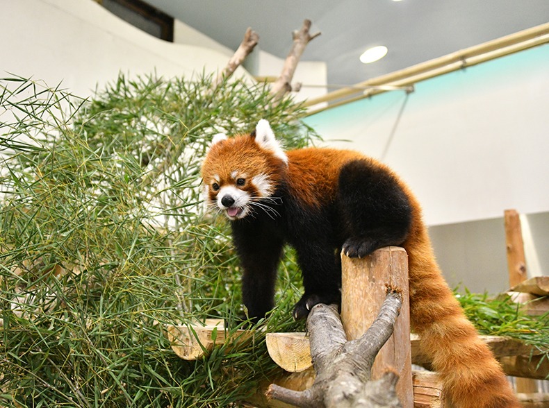 パンダがいなくても楽しい！現在のアドベンチャーワールドタイトル画像