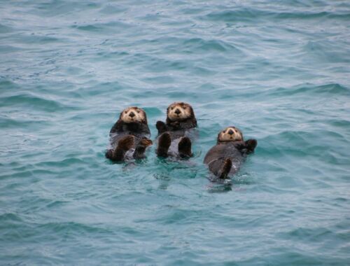 ラッコが絶滅危惧種の理由とは？激減の真実と、海の森を守る「キーストーン種」としての役割画像