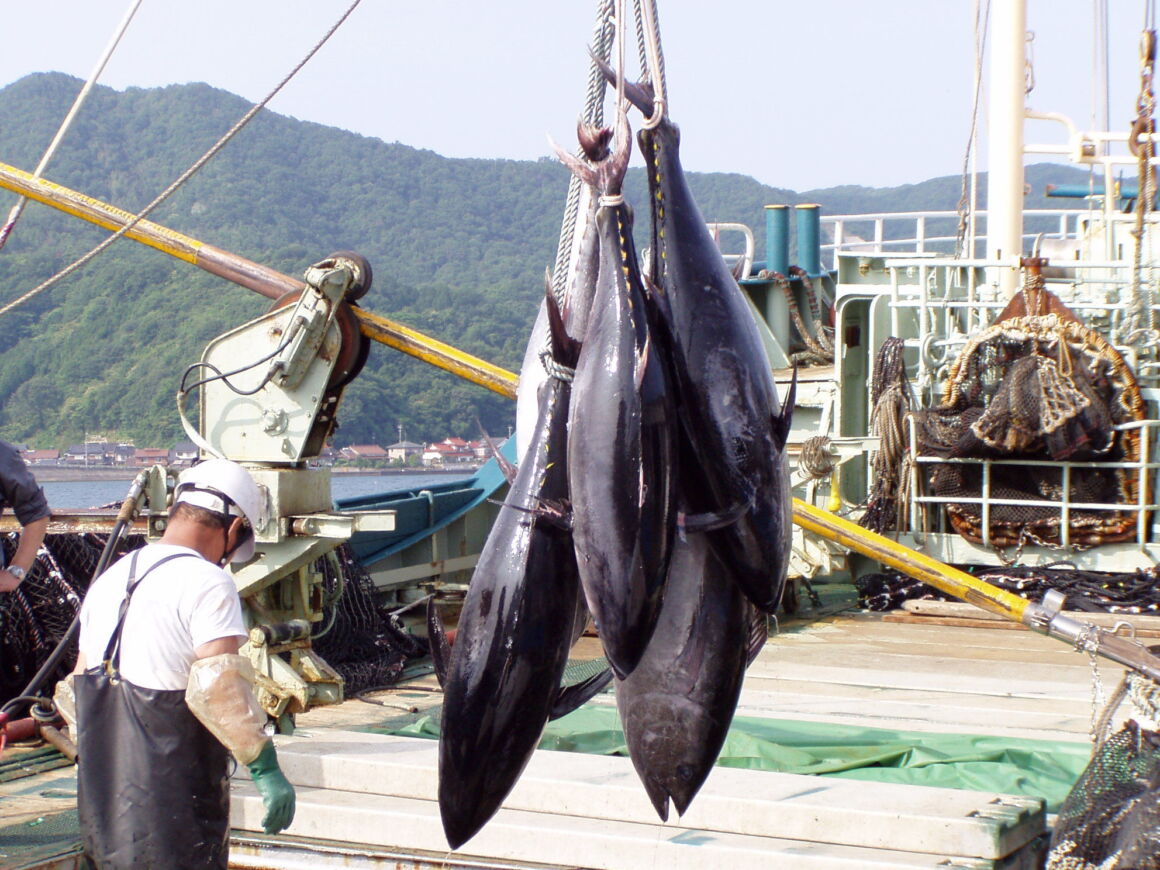 マグロの水揚げ画像