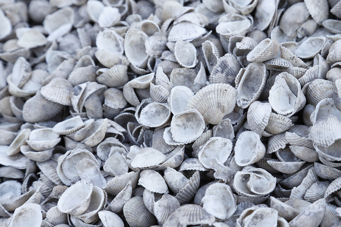 有明海で水揚げされたサルボウ貝(赤貝)の殻画像