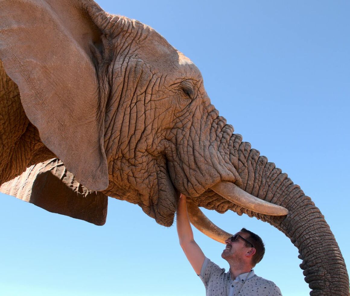 牙のないゾウから見える進化の危機イメージ画像