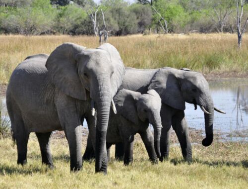 ゾウから牙が消える日。そんな未来を創らないためにできることとは？タイトル画像