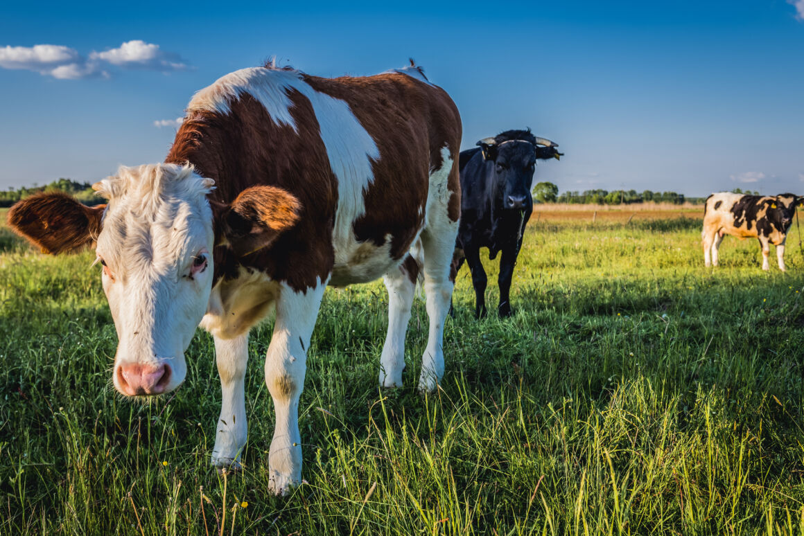 最大の要因は畜産業(特に牛肉生産)イメージ画像