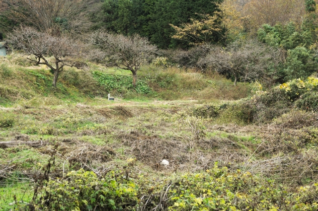 【衝撃の事実】クマの出没増加は「人の山離れ」が原因だった？里山と都市を結ぶ20代が知るべき新しい環境との共存_荒れた里山画像