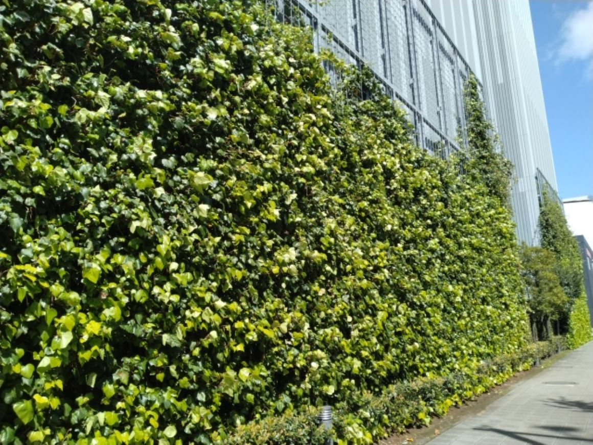 【衝撃の事実】東京の気温が5度下がる!?「都市を森に変える」グリーンインフラ革命の最前線 壁面緑地画像