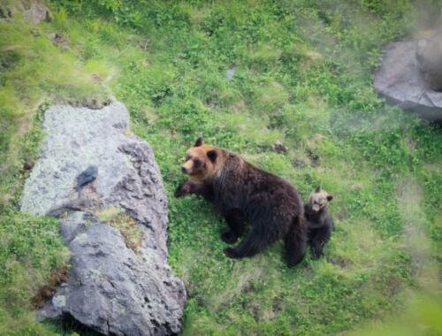 衝撃の事実】クマの出没増加は「人の山離れ」が原因だった？里山と都市を結ぶ20代が知るべき新しい環境との共存_タイトル画像