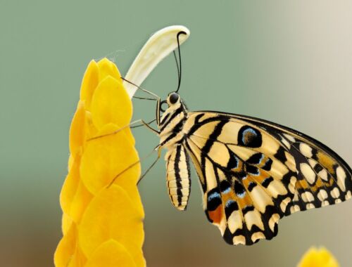 生物多様性が回復すると私たちの生活はどう変わる?豊かさをもたらす3つの要素タイトル画像