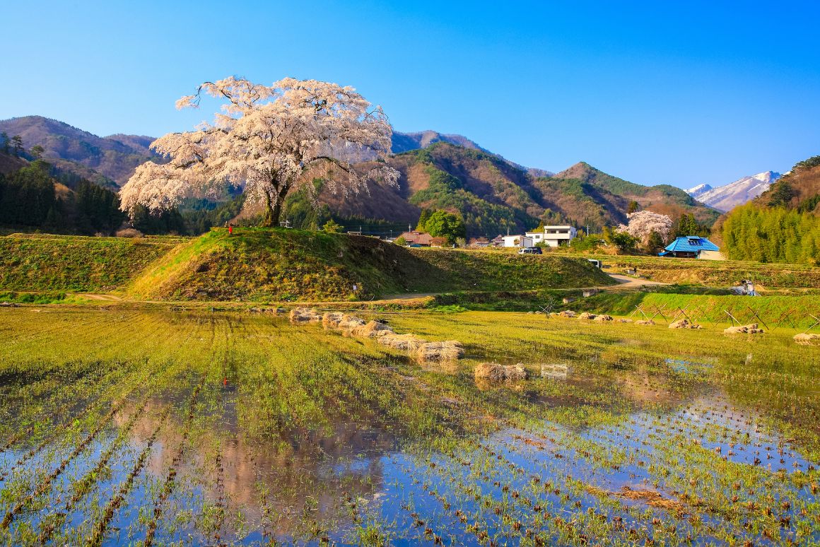 【衝撃の事実】クマの出没増加は「人の山離れ」が原因だった？里山と都市を結ぶ20代が知るべき新しい環境との共存_里山の原風景画像
