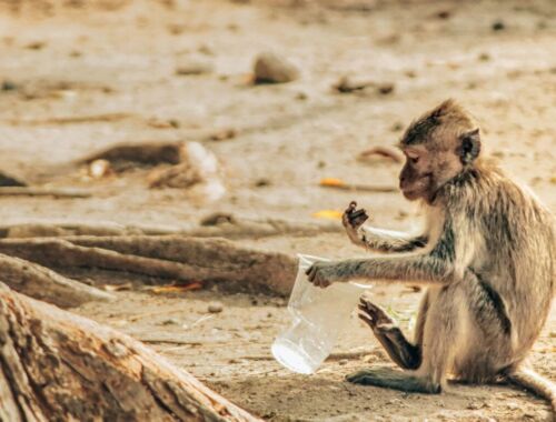 脱プラスチック度診断テスト~プラスチックを選ばない生活をチェック!タイトル画像