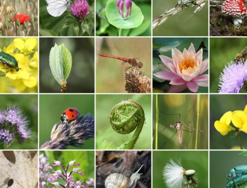 種の絶滅速度100倍の衝撃!池の水抜きだけじゃダメな「生物多様性クライシス」とあなたの暮らし_タイトル画像