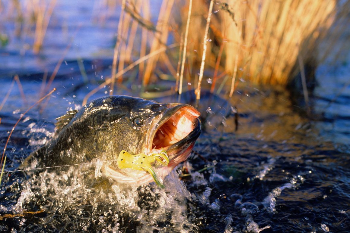 種の絶滅速度100倍の衝撃！池の水抜きだけじゃダメな「生物多様性クライシス」とあなたの暮らし_ブラックバス