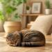 保護猫を迎える準備と譲渡会の流れを解説するやわらかな光の入る部屋でくつろぐ保護猫